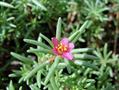 Portulaca pilosa